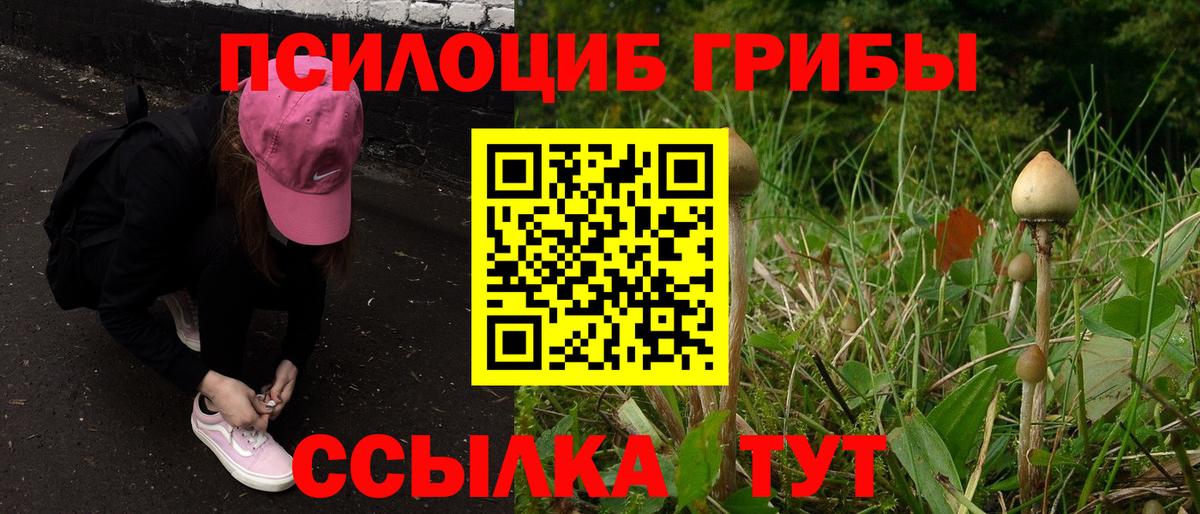 Галлюциногенные грибы прущие грибы Гатчина
